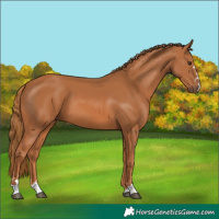 Horse Color:Chestnut 