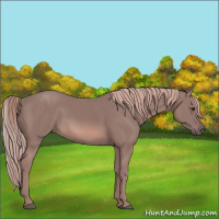 Horse Color:Platinum Chestnut 