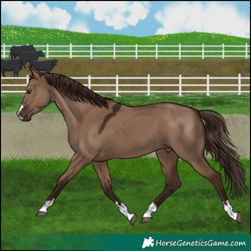 Horse Color:Liver Red Dun