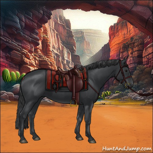 Horse Color:Black 