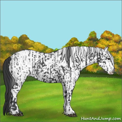 Horse Color:Blue Roan  and White Spotted Blue Roan 