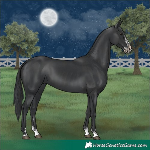 Horse Color:Black  and Black Splash 