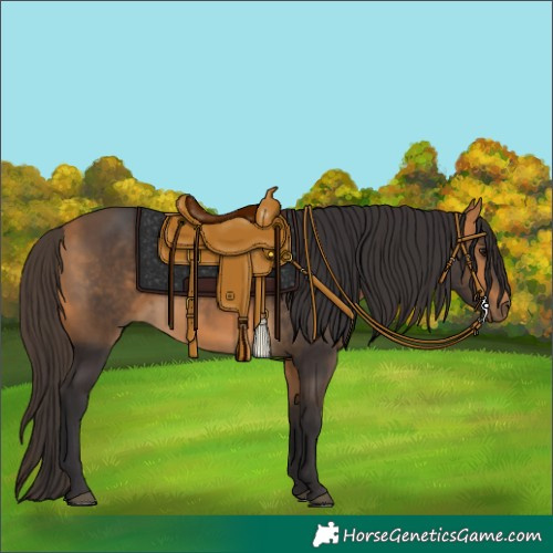 Horse Color:Buckskin 
