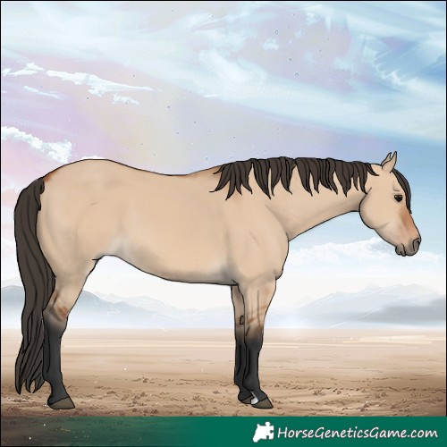 Horse Color:Bay Dun 