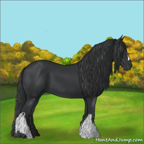 Horse Color:Black  and Black 