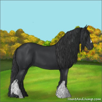 Horse Color:Black and Black