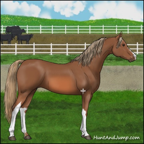 Horse Color:Chestnut 