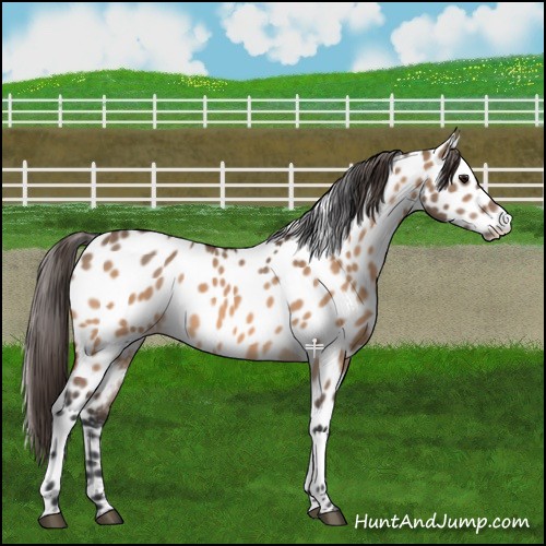 Horse Color:Bay Dun Appaloosa 