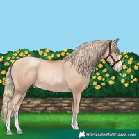 Horse Color:Gold Champagne Pearl Rabicano  and Gold Champagne Pearl Rabicano 