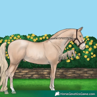 Horse Color:Gold Champagne Pearl Rabicano and Gold Champagne Pearl Rabicano