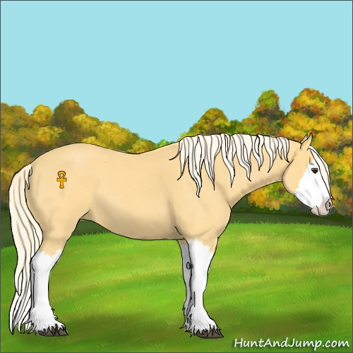 Horse Color:Palomino Roan Splash 
