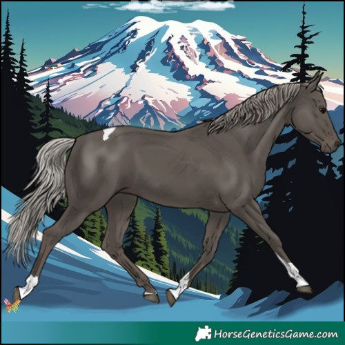 Horse Color:Silver Black Tobiano