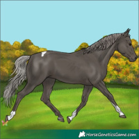 Horse Color:Silver Black Tobiano 