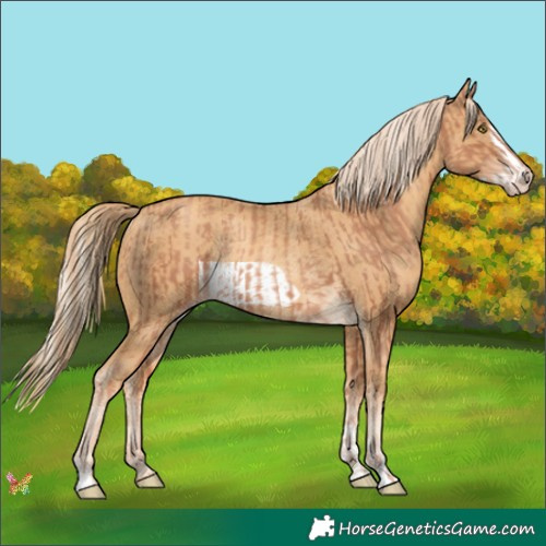 Horse Color:Gold Champagne Rabicano  and Gold Cream Champagne Frame Rabicano 