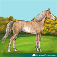 Horse Color:Gold Champagne Rabicano  and Gold Cream Champagne Frame Rabicano 