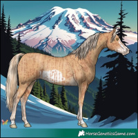 Horse Color:Gold Champagne Rabicano and Gold Cream Champagne Frame Rabicano