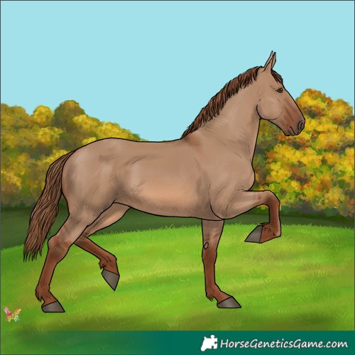 Horse Color:Red Dun 