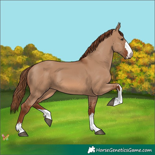 Horse Color:Red Dun 