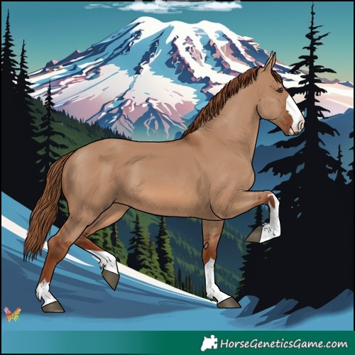 Horse Color:Red Dun 