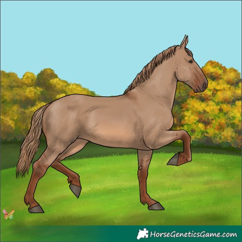 Horse Color:Red Dun 