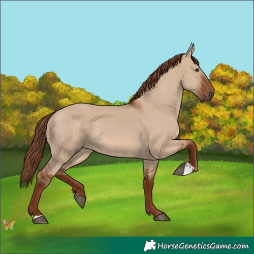 Horse Color:Red Dun 