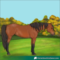 Horse Color:Bay 