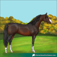 Horse Color:Brown 