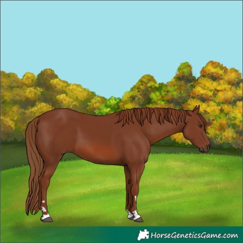 Horse Color:Chestnut 