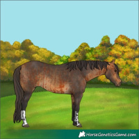 Horse Color:Bay  and Buckskin 