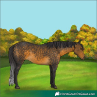 Horse Color:Buckskin 