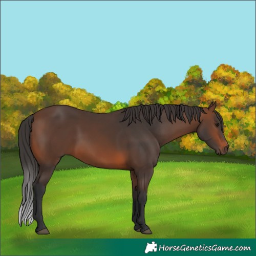 Horse Color:Brown 