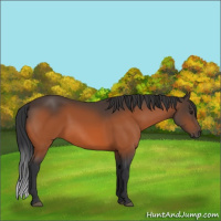 Horse Color:Brown 