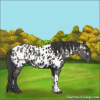 Horse Color:Black Appaloosa  and Grullo Appaloosa 
