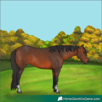 Horse Color:Bay  and Brown 