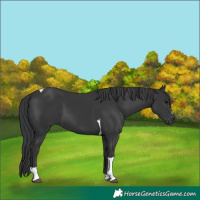 Horse Color:Black Tobiano 