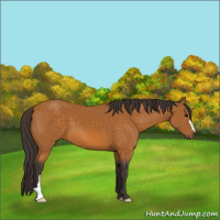 Horse Color:Buckskin 