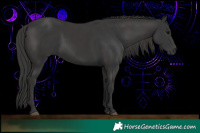 Horse Color:Black  and Smoky Black 