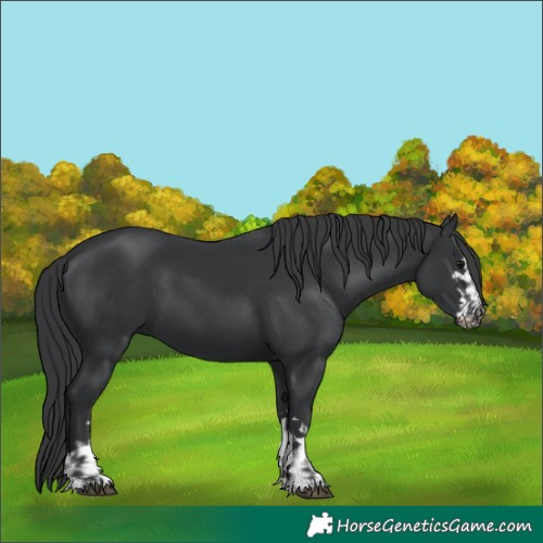 Horse Color:Black and Black