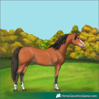Horse Color:Bay 