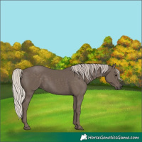 Horse Color:Silver Black 