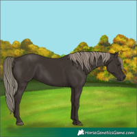 Horse Color:Liver Chestnut Mushroom 