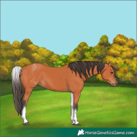 Horse Color:White Spotted Bay 