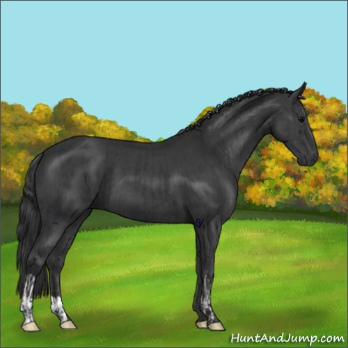 Horse Color:Black  and Black 