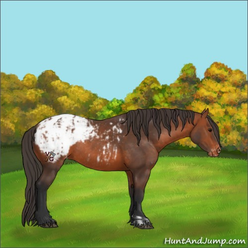 Horse Color:Unknown 