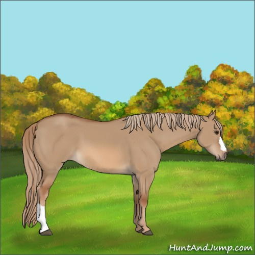 Horse Color:Unknown 