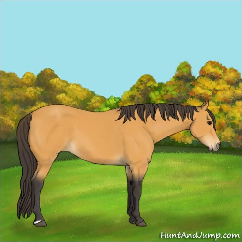 Horse Color:Unknown 
