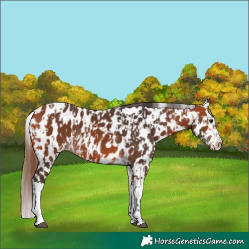 Horse Color:Bay Leopard  and Bay Splash Leopard 