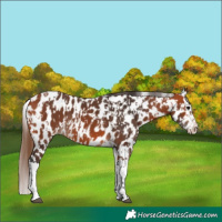Horse Color:Bay Appaloosa  and Bay Splash Appaloosa 