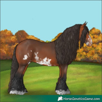 Horse Color:Bay Varnish  and Bay Frame Varnish 