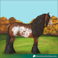 Horse Color:Bay Appaloosa  and Bay Frame Appaloosa 
